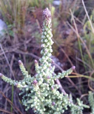 Phaenocoma prolifera growing stem tips